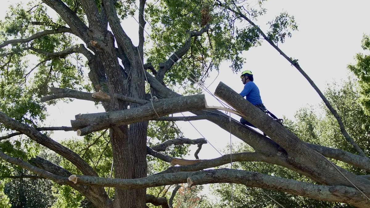Professional Crown Thinning performed by certified arborists in Indian Lake