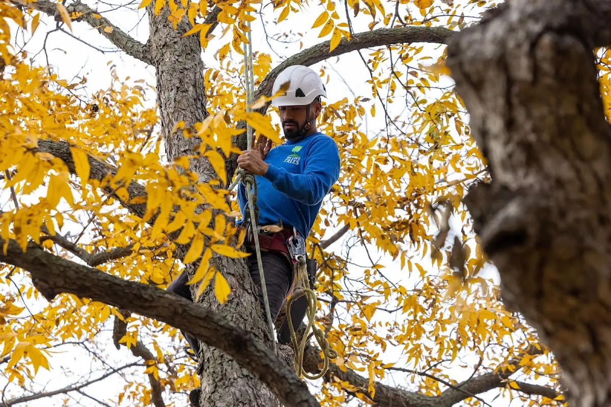 Skilled Tree Pruning crew working in Indian Lake