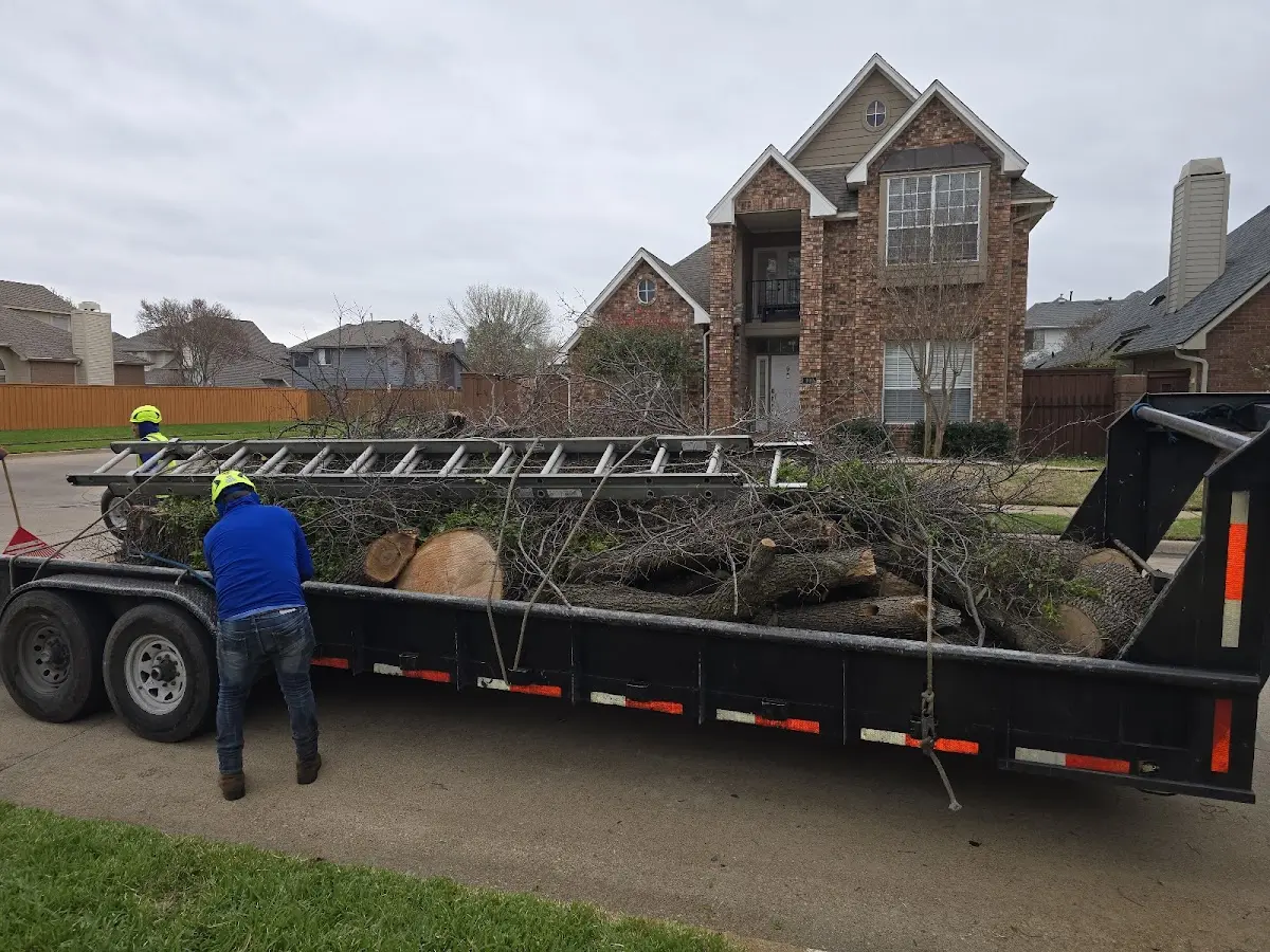 Expert Tree Removal with proper safety equipment in Indian Lake